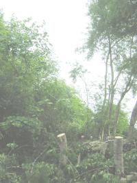 Coupes d'arbres assassines