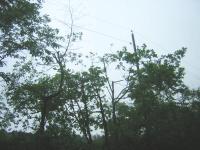 arbres du voisin