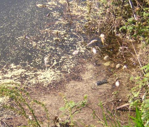 poissonsMorts.jpg