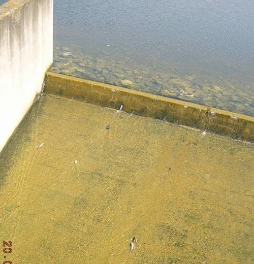 poissonsMortsDevers.jpg